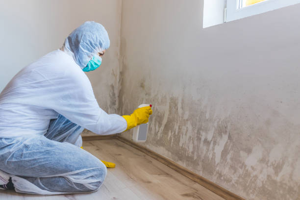 Licensed Crawl Space Mold Removal service in Martinsburg, PA - WQB Mold Removal